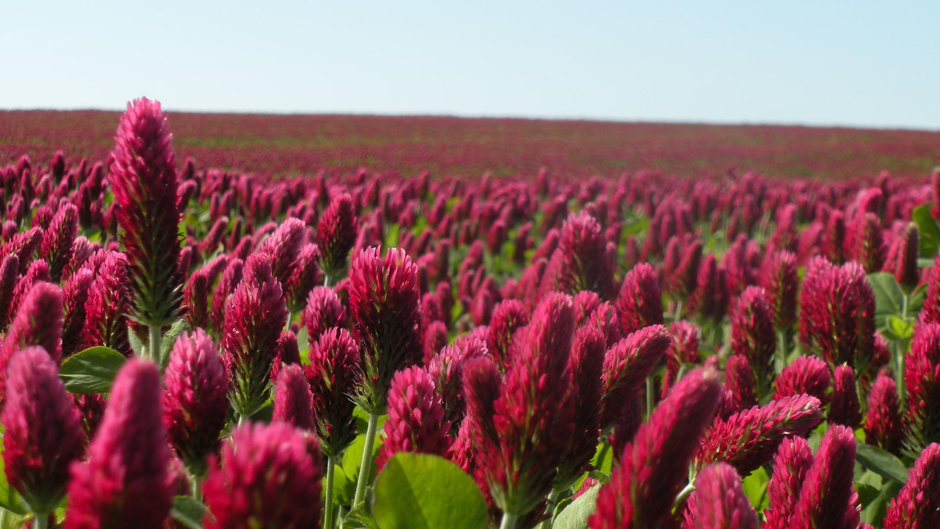 Rokali – The clover that helps farmers fight climate change